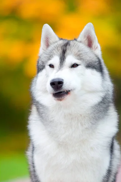 Adorável Cão Husky Siberiano Livre — Fotografia de Stock