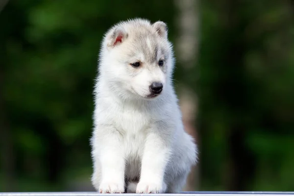 Siberische Husky Puppy Buiten — Stockfoto