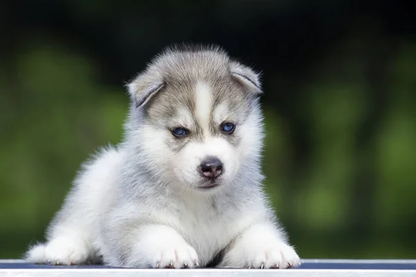 Cachorrinho Husky Siberiano Livre — Fotografia de Stock