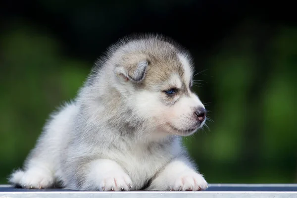 Siberian Husky Puppy Outdoors — Stock Photo, Image