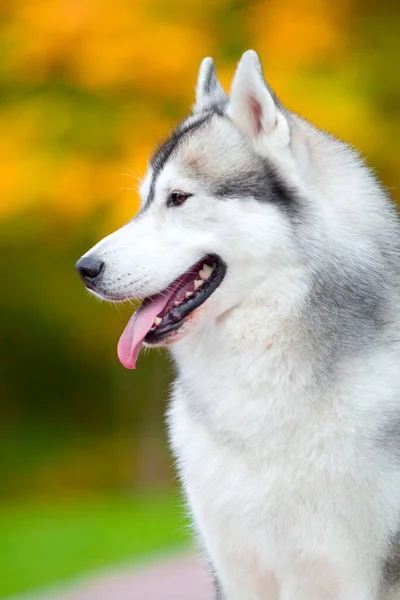 Bedårande Sibirisk Husky Hund Utomhus — Stockfoto