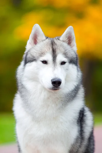 Αξιολάτρευτο Σκυλί Husky Σιβηρίας Εξωτερικούς Χώρους — Φωτογραφία Αρχείου