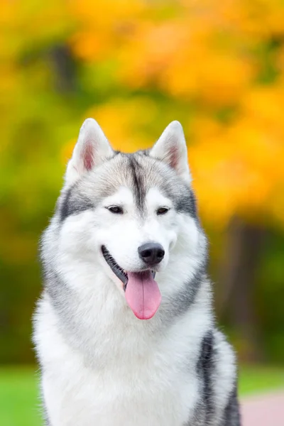 愛らしいシベリアのハスキー犬屋外 — ストック写真