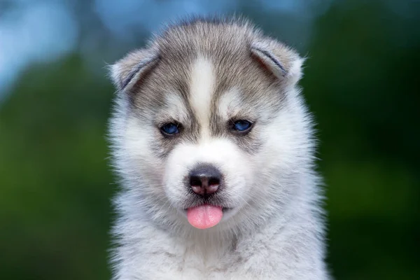 Siberian Husky Puppy Outdoors — Stock Photo, Image