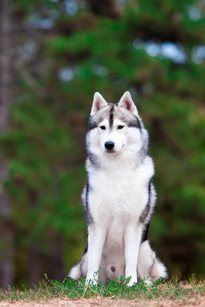 Imádnivaló Szibériai Husky Kutya Szabadban — Stock Fotó