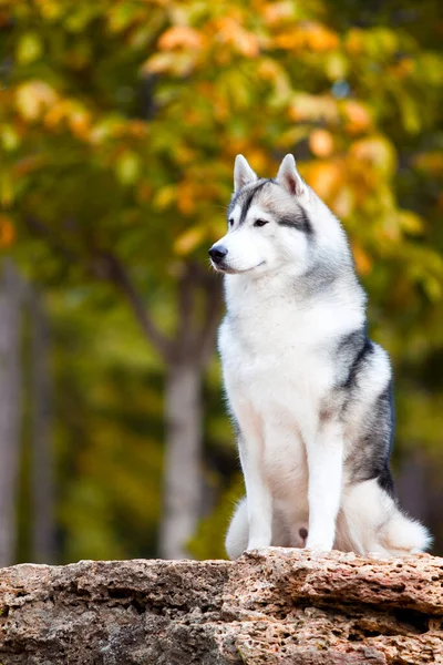 Imádnivaló Szibériai Husky Kutya Szabadban — Stock Fotó