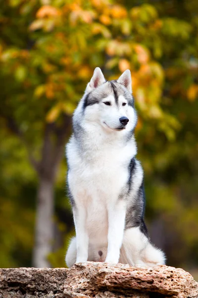 Uroczy Syberyjski Husky Pies Zewnątrz — Zdjęcie stockowe