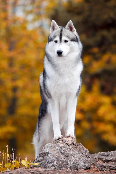 Rozkošný Sibiřský Husky Pes Venku — Stock fotografie