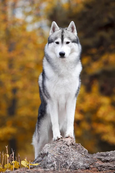 Adorable Perro Husky Siberiano Aire Libre —  Fotos de Stock