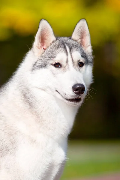 Bedårande Sibirisk Husky Hund Utomhus — Stockfoto