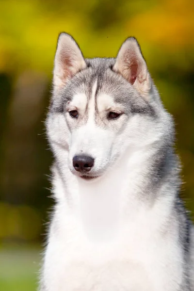 Adorable Perro Husky Siberiano Aire Libre — Foto de Stock