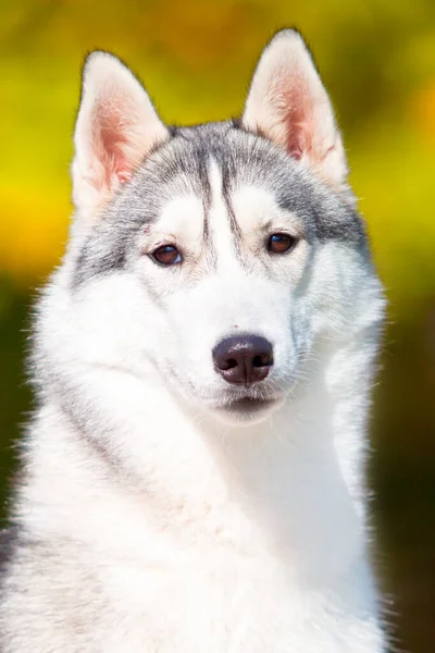 Rozkošný Sibiřský Husky Pes Venku — Stock fotografie