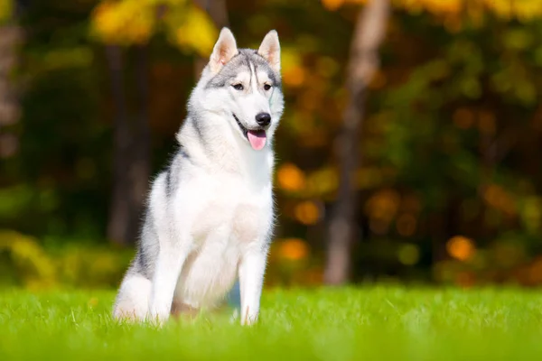 Rozkošný Sibiřský Husky Pes Venku — Stock fotografie