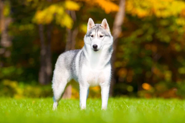 Imádnivaló Szibériai Husky Kutya Szabadban — Stock Fotó