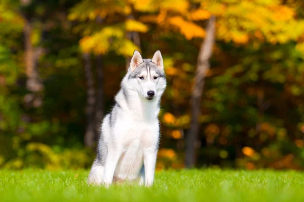 Adorable Perro Husky Siberiano Aire Libre —  Fotos de Stock