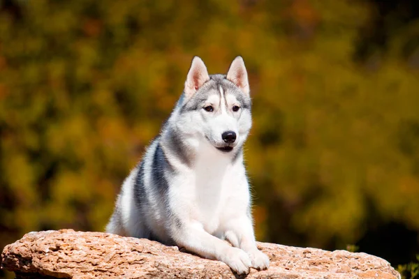 Skjønn Sibirsk Huskyhund Utendørs – stockfoto