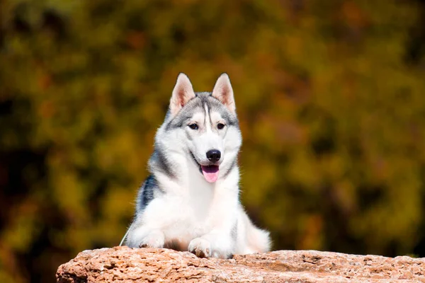 Tapılası Sibirya Köpeği Açık Havada — Stok fotoğraf