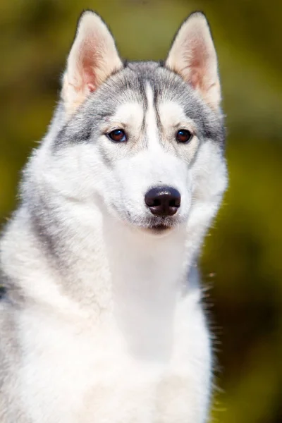 Rozkošný Sibiřský Husky Pes Venku — Stock fotografie