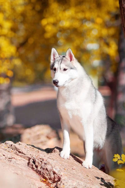 Entzückender Sibirischer Husky Hund Freien — Stockfoto