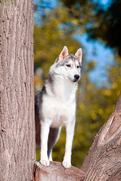 Imádnivaló Szibériai Husky Kutya Szabadban — Stock Fotó