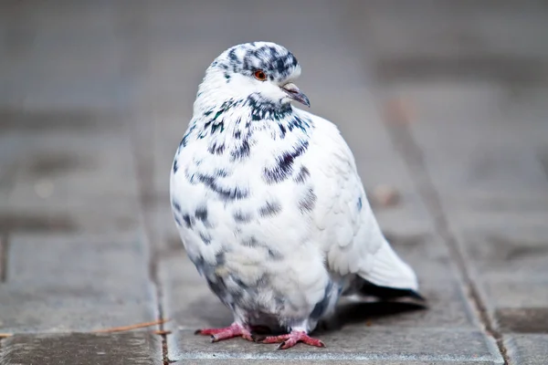 Detailní Pohled Holuba Ulici Stock Fotografie