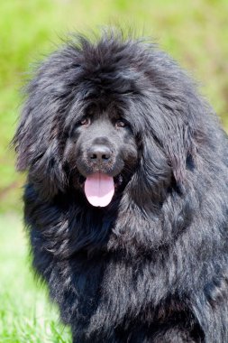 Newfoundland köpek açık hava portresi