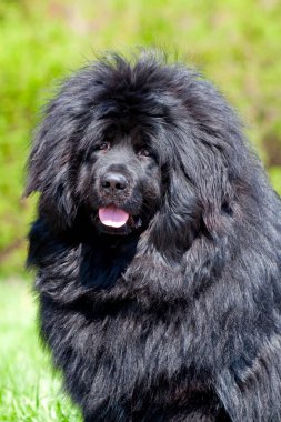 Newfoundland köpek açık hava portresi
