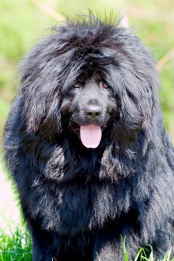 Newfoundland köpek açık hava portresi