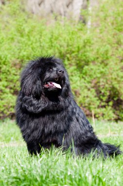 Newfoundland köpek açık hava portresi
