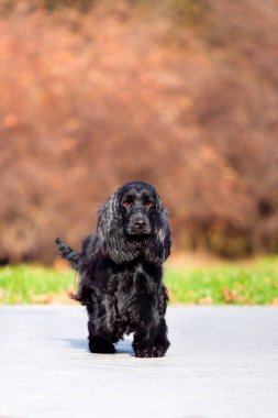Cocker spaniel açık hava portresi
