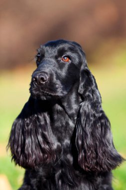 Güzel siyah cocker spanyel köpek açık havada