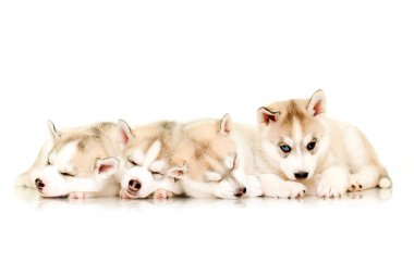 İri köpek yavruları beyaz arkaplanı kapatır.