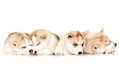 İri köpek yavruları beyaz arkaplanı kapatır.