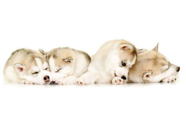 İri köpek yavruları beyaz arkaplanı kapatır.