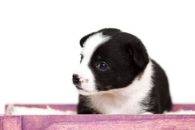 Avusturalya çoban köpeği. Yaklaş.