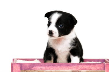 Avusturalya çoban köpeği. Yaklaş.