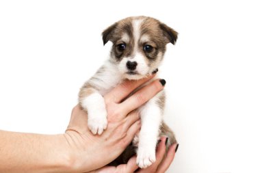 Amerikan çoban köpeği. Yaklaş.