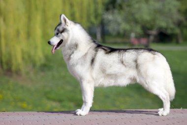 tapılası Sibirya köpeği açık havada.