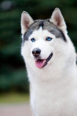 tapılası Sibirya köpeği açık havada.