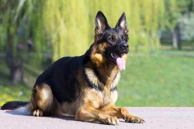 Güzel Alman çoban köpeği dışarıda.