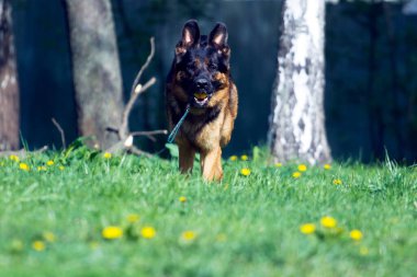 Güzel Alman çoban köpeği dışarıda.