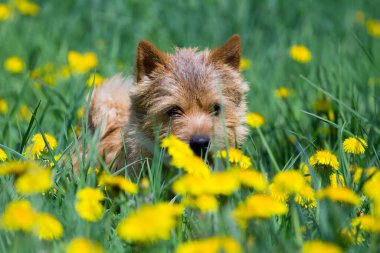 Norwich Teriyeri tarlada karahindiba çiçekleriyle
