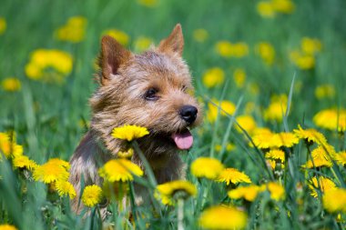 Norwich Teriyeri tarlada karahindiba çiçekleriyle