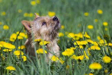 Norwich Teriyeri tarlada karahindiba çiçekleriyle