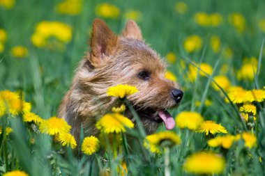 Norwich Teriyeri tarlada karahindiba çiçekleriyle