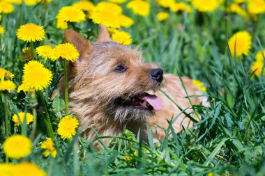 Norwich Teriyeri tarlada karahindiba çiçekleriyle