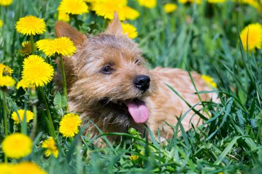 Norwich Teriyeri tarlada karahindiba çiçekleriyle
