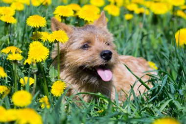 Norwich Teriyeri tarlada karahindiba çiçekleriyle