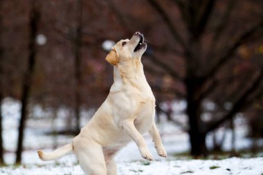 Kış parkındaki sevimli Labrador.
