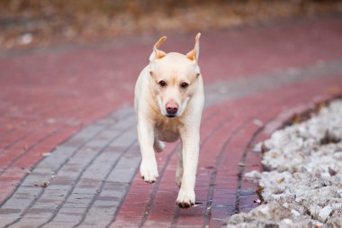 Golden retriever köpek park